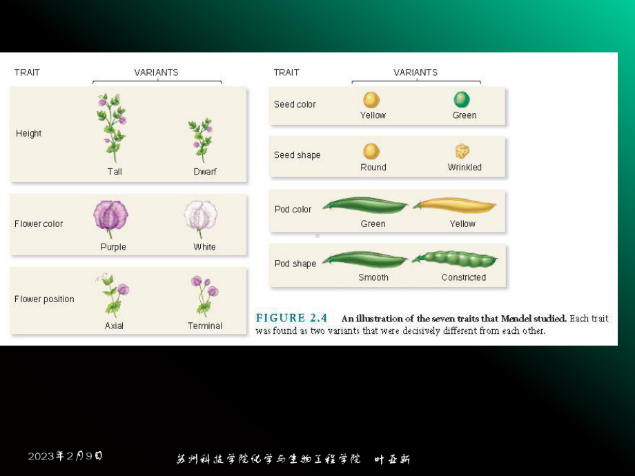 遗传学第二章孟德尔遗传定律课件.ppt_第3页