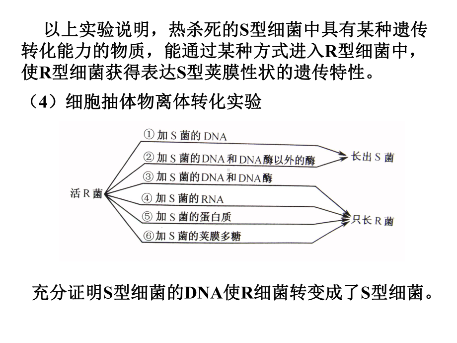 第7章微生物遗传变异与育种课件.ppt_第3页