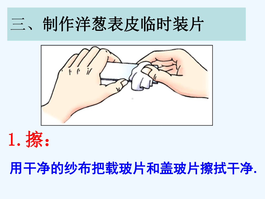 浙教版七级科学观察动植物细胞课件.ppt_第3页