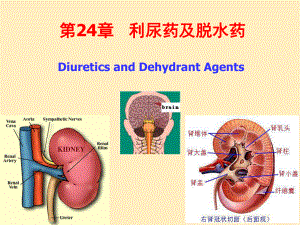 第24章利尿药及脱水药课件.ppt