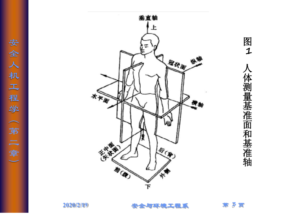 完整版第2章人体的人机学参数安全人机工程学课程课件.ppt_第3页