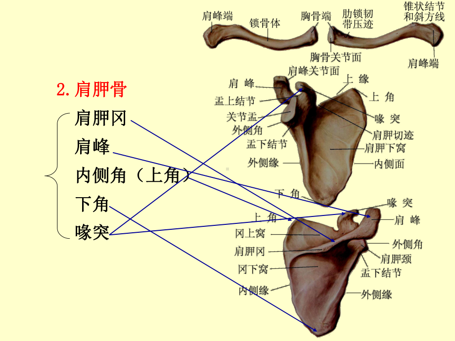 体表定位学演示稿2131课件.ppt_第2页