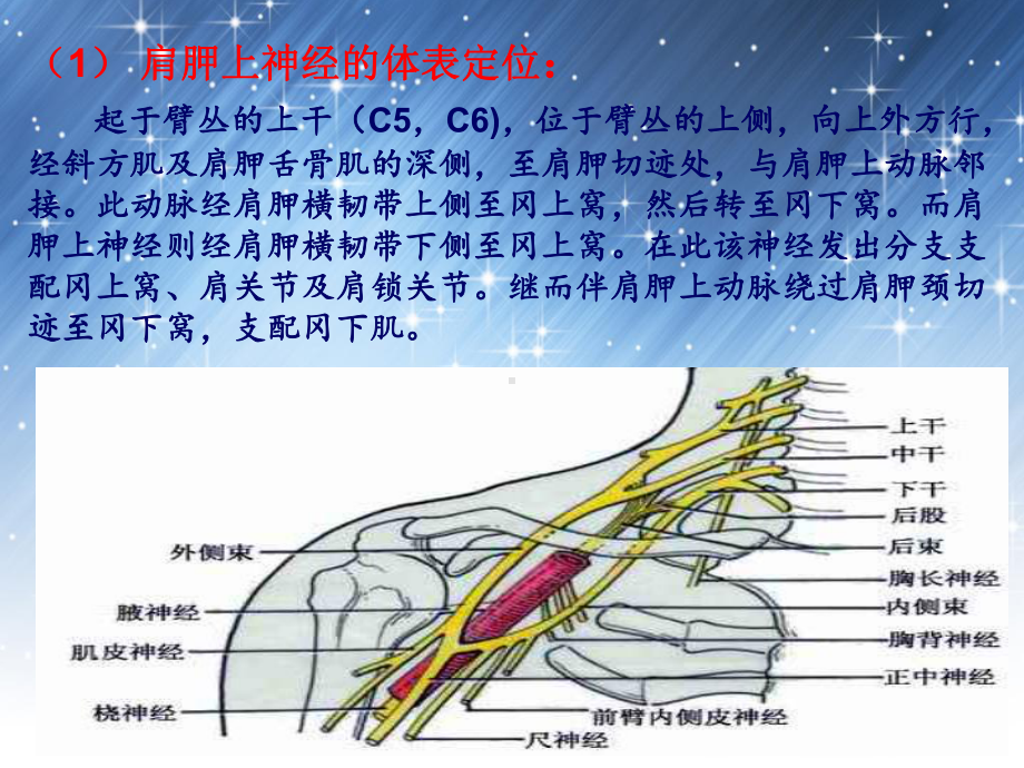 体表定位学演示稿2131课件.ppt_第3页