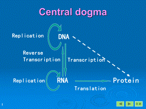 生物化学课件广西医科大学第14章 rna的生物合成.ppt