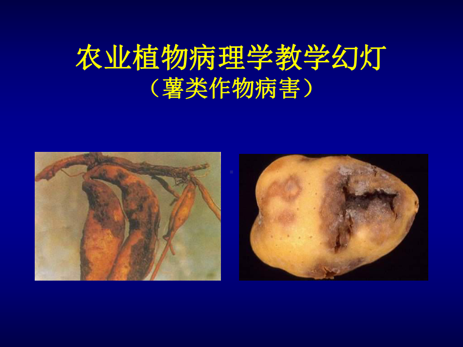 《农业植物病理学》课件.ppt_第1页