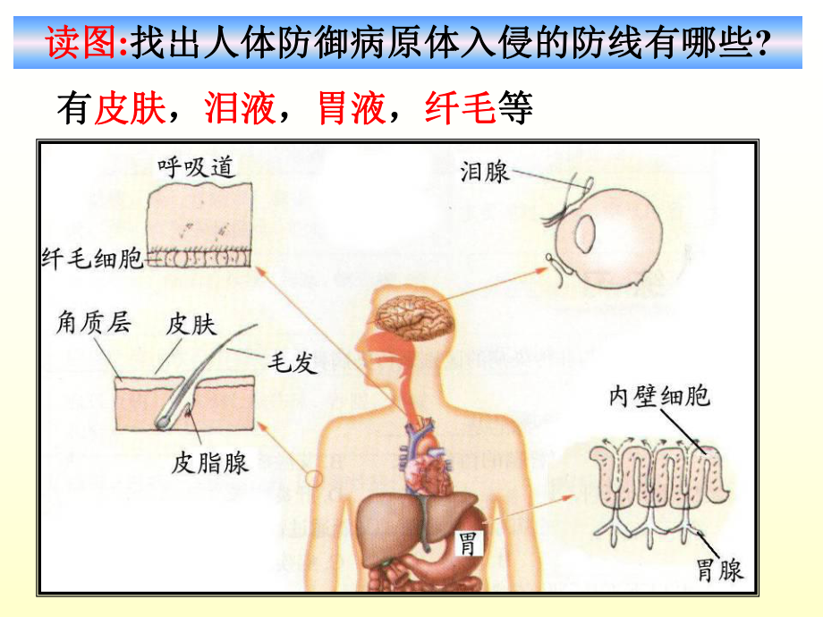 释放淋巴因子参与免疫人体抵御病原体的三道防线课件.ppt_第3页