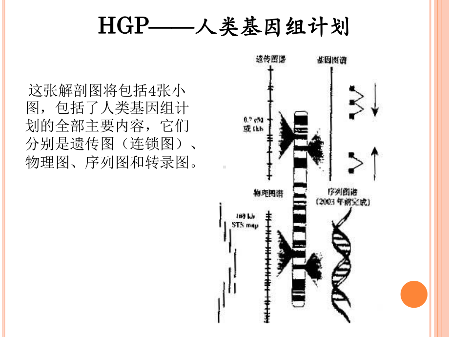 后基因组时代的生物信息课件.ppt_第2页