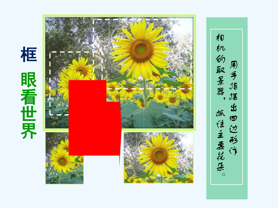 《镜头里的花》课件1.ppt_第3页