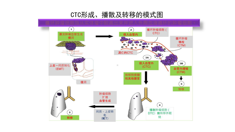 CTC在肿瘤诊疗中的应用教学文案课件.pptx_第3页