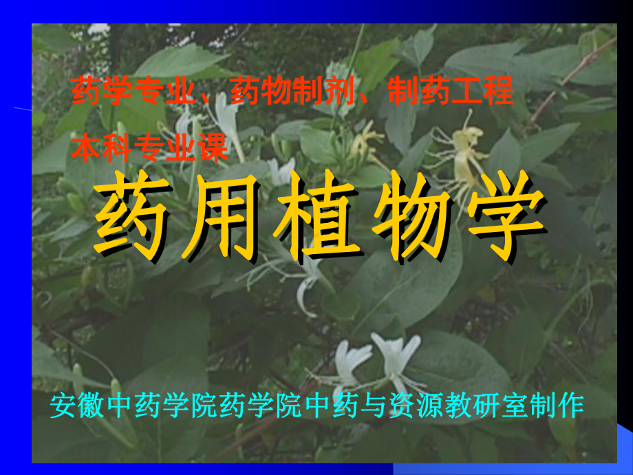 植物细胞(新)课件.ppt_第1页