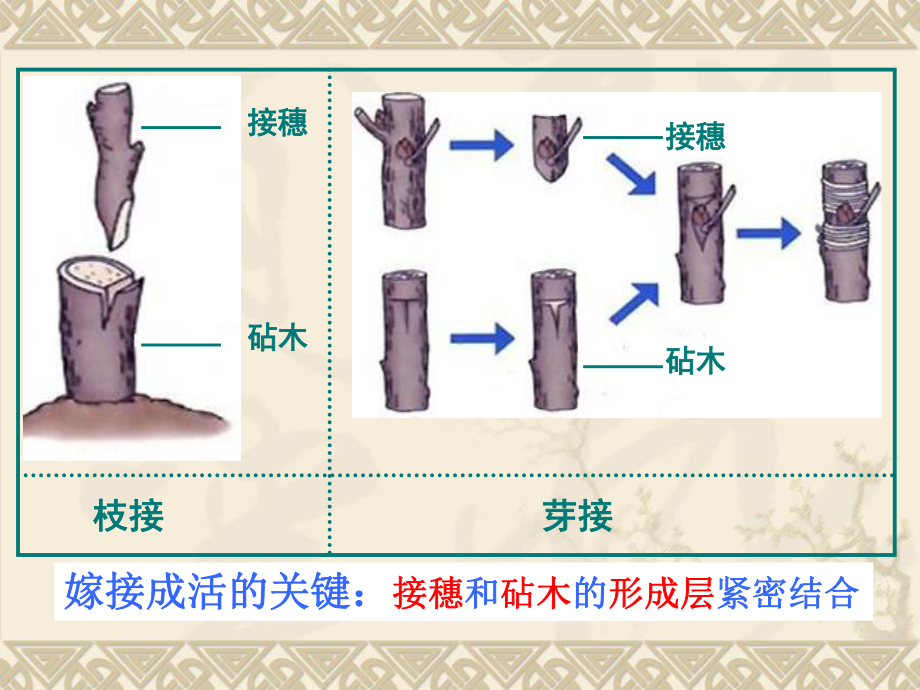 由两性生殖细胞结合成受精卵发育成新体的过程课件.ppt_第3页