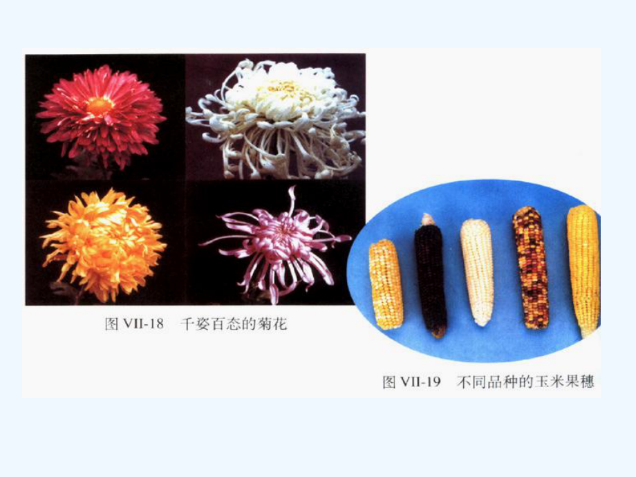 冀教版生物八下第二章《生物的遗传和变异》复习课件.ppt_第2页