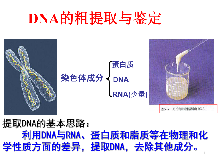 DNA的粗提取和鉴定分析课件.ppt_第1页