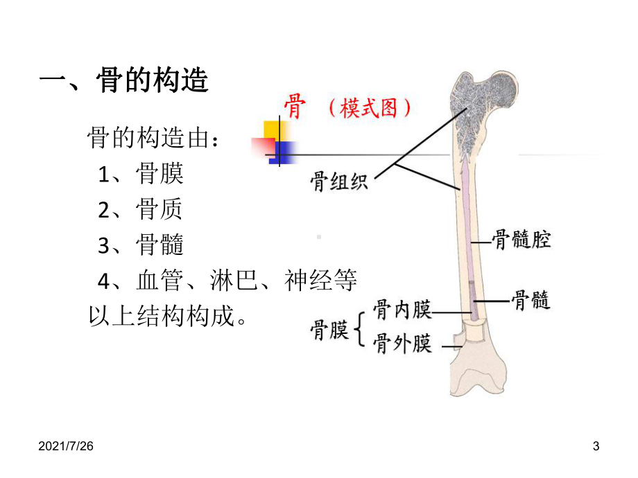 (最新整理)骨组织结构课件.ppt_第3页