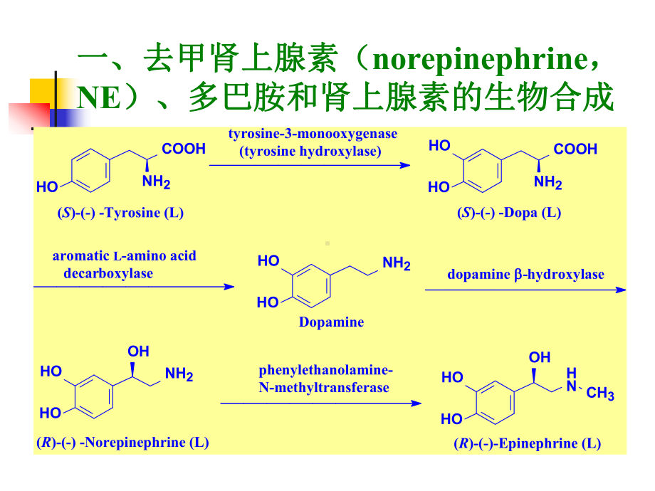 第三章拟肾上腺素药和抗肾上腺素药（ X页）课件.ppt_第3页