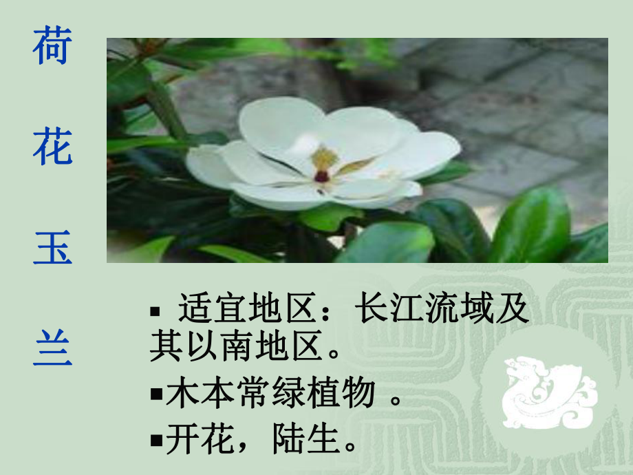 《多种多样的植物新》课件.ppt_第3页