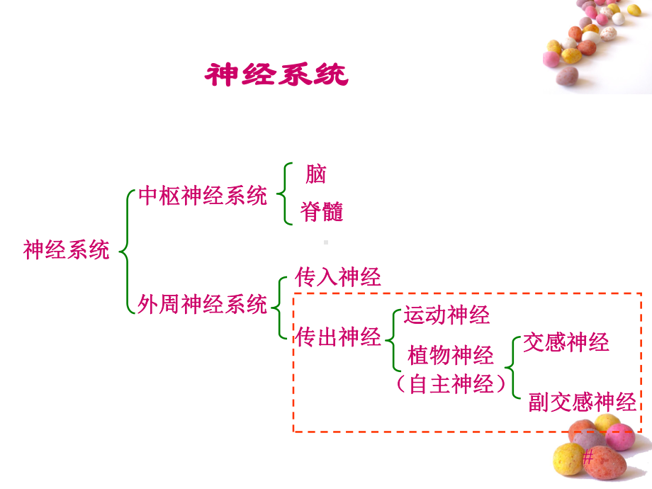 交感神经副交感神经课件.ppt_第3页