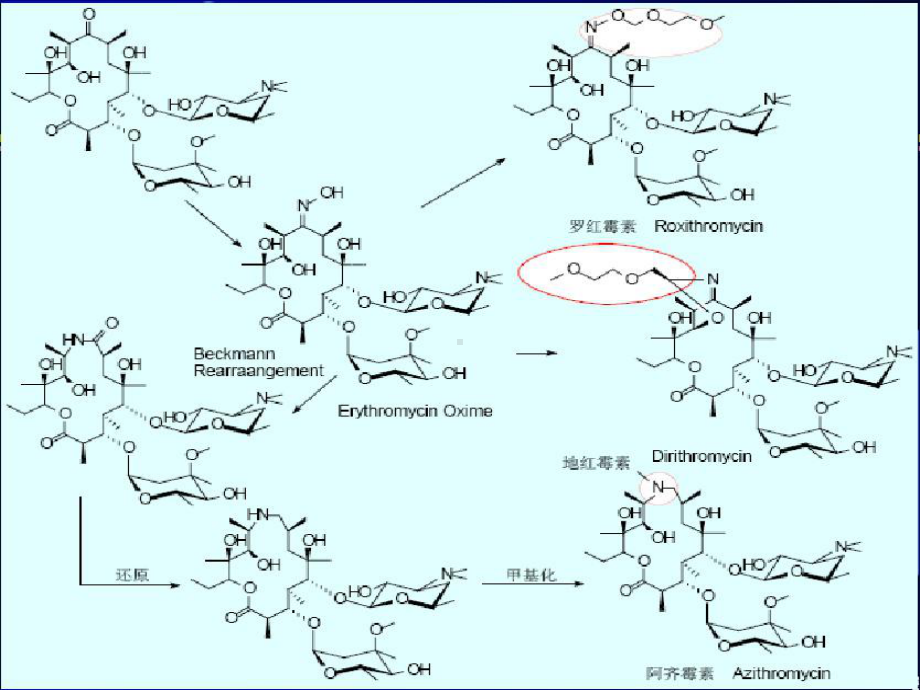大环内酯类抗生素的合理应用课件.ppt_第3页