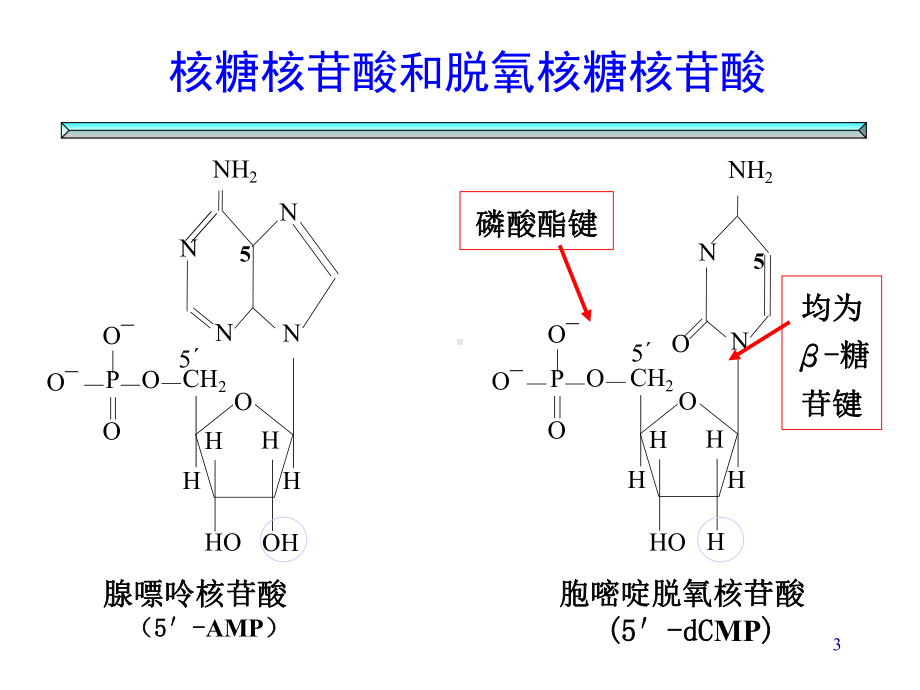 核酸的降解与核苷酸代谢课件.ppt_第3页