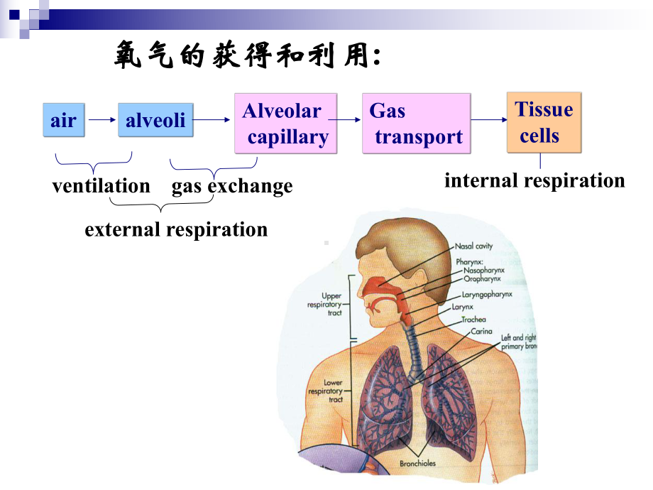 山东大学医学院病理生理学教研室50课件.ppt_第2页