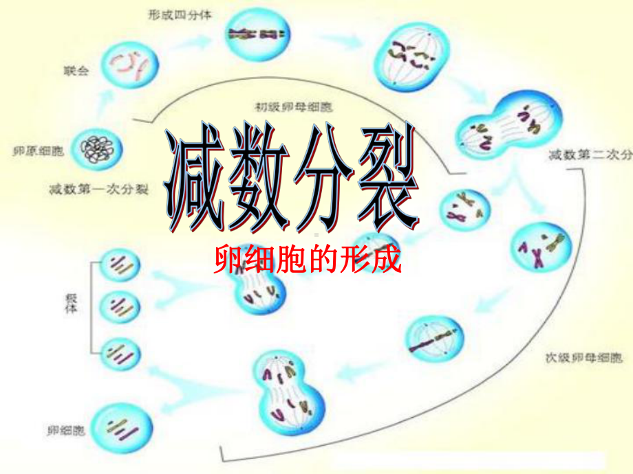 减数分裂卵细胞的形成课件.ppt_第1页