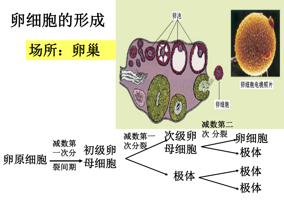 减数分裂卵细胞的形成课件.ppt_第2页