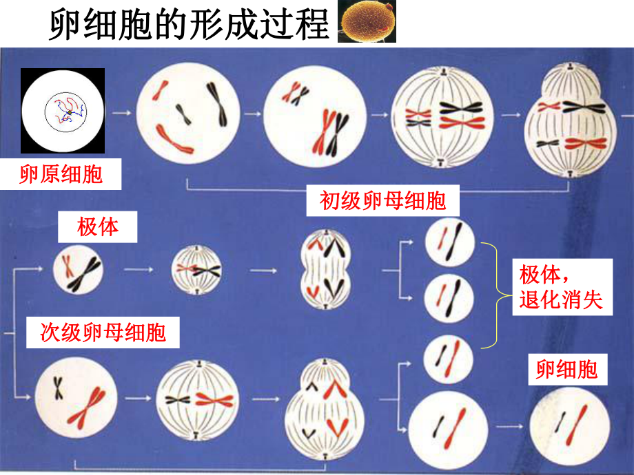 减数分裂卵细胞的形成课件.ppt_第3页