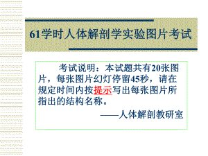 人体解剖学实验图片考试课件.ppt