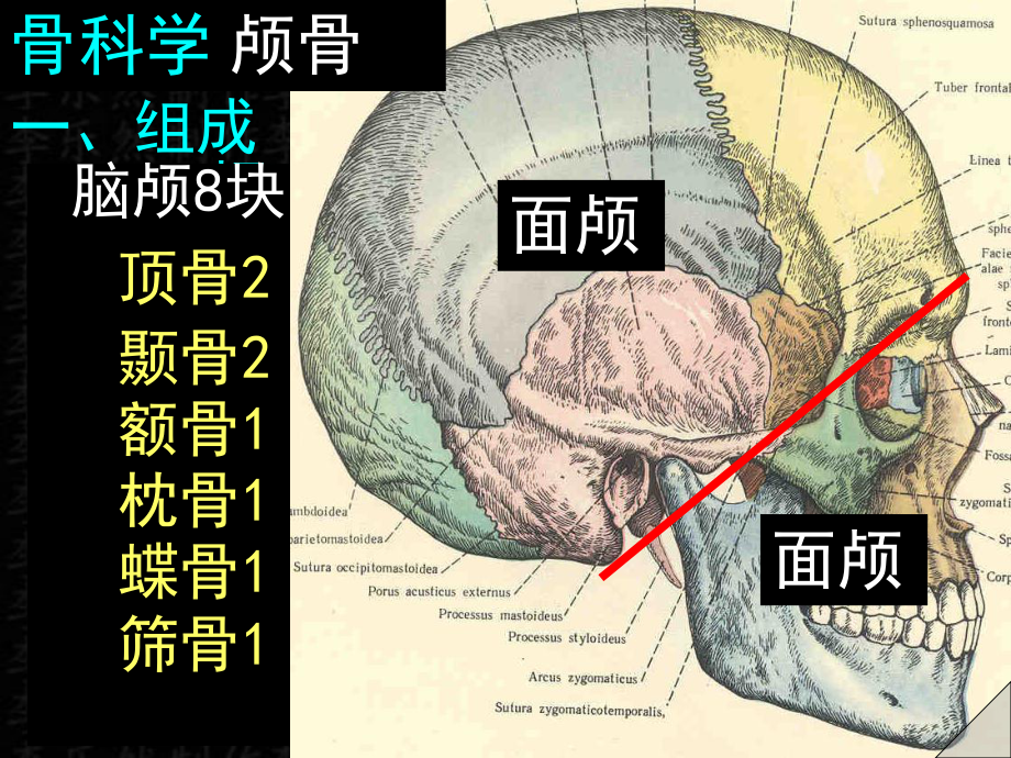 颅骨解剖彩色图谱课件.ppt_第1页