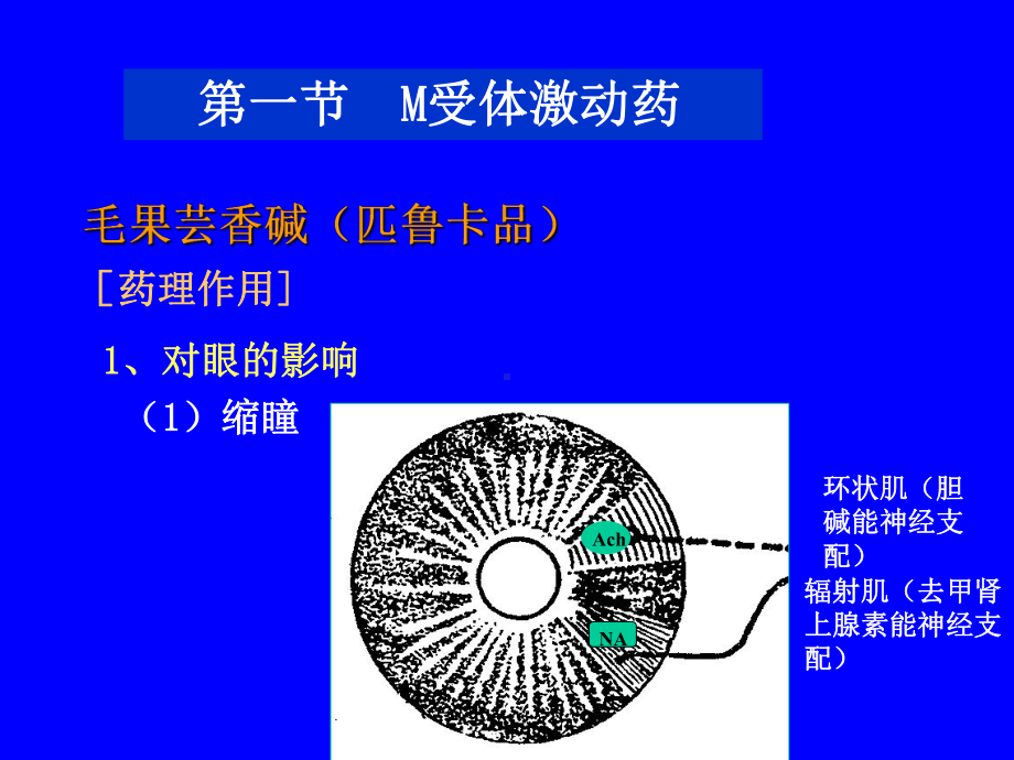 天然药物化学第三章胆碱受体激动药课件.ppt_第2页