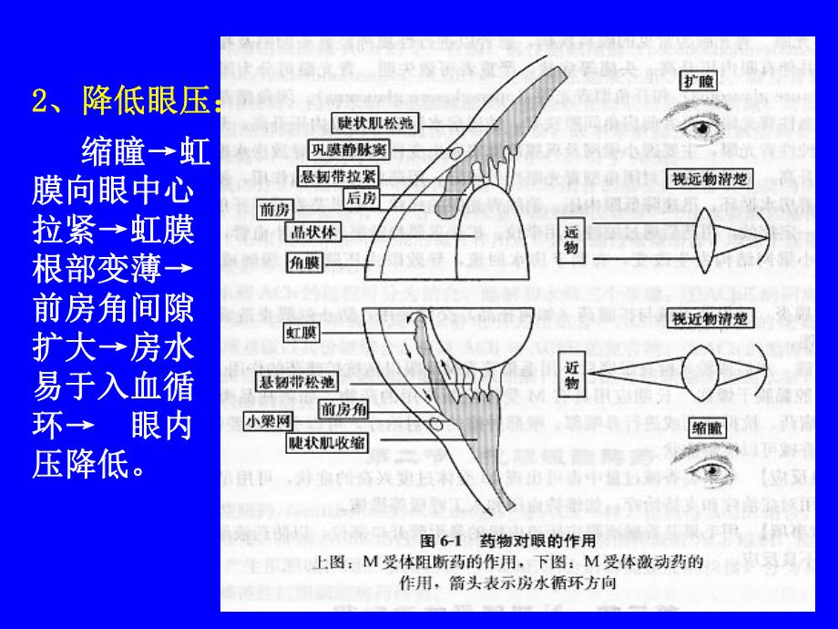 天然药物化学第三章胆碱受体激动药课件.ppt_第3页