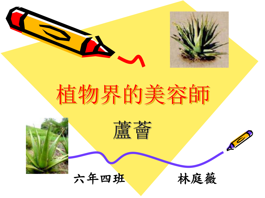 植物界的美容师芦荟课件.ppt_第1页