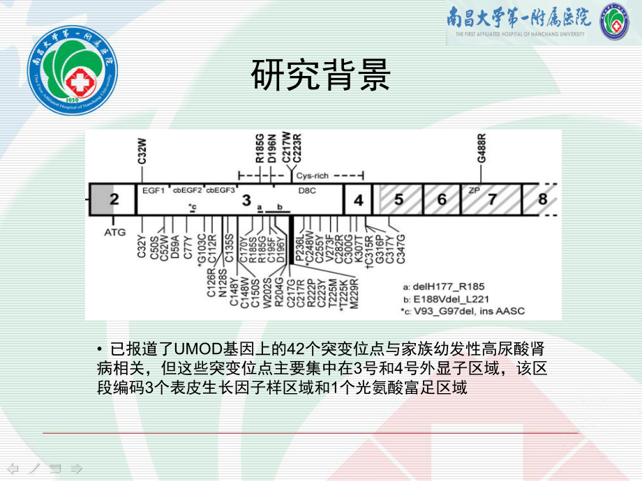 家族性青少高尿酸肾病致病基因研究魏昕课件.ppt_第3页