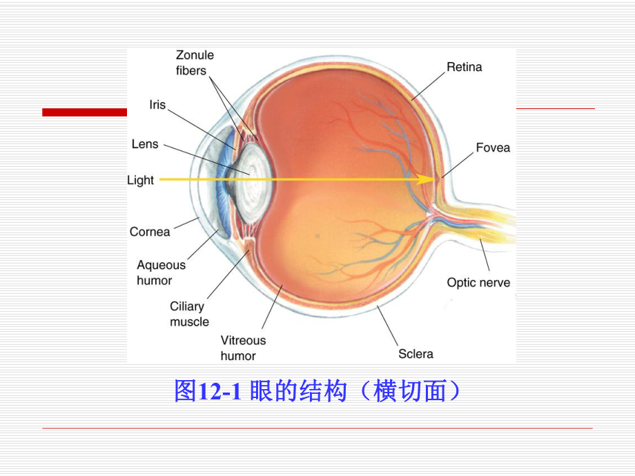 第十二章药物对眼的毒性作用课件.ppt_第3页