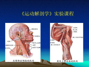 《运动解剖学》课程实验课教案课件.ppt