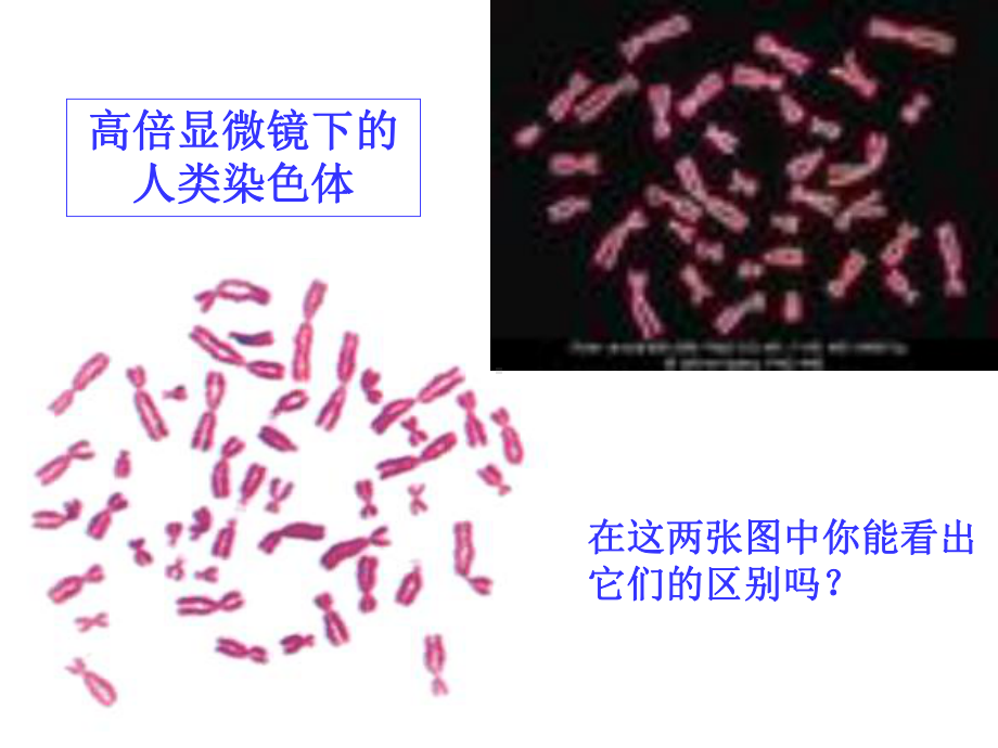 人教版教学课件2·2·3伴性遗传-.ppt_第3页