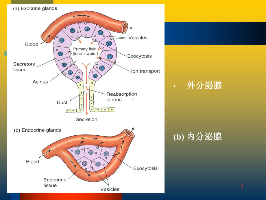 动物生理学11内分泌课件.ppt_第2页