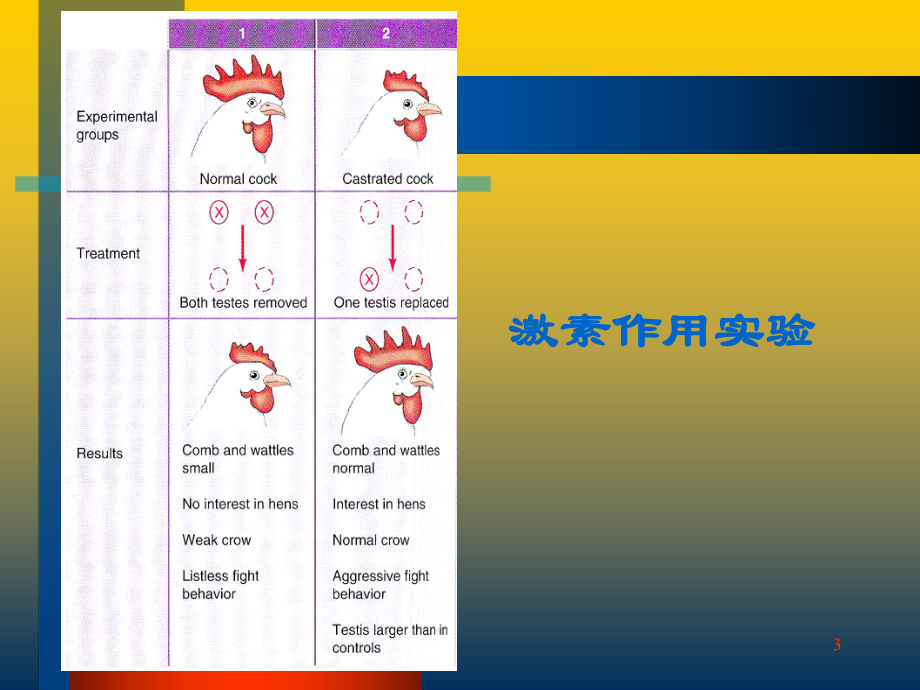 动物生理学11内分泌课件.ppt_第3页