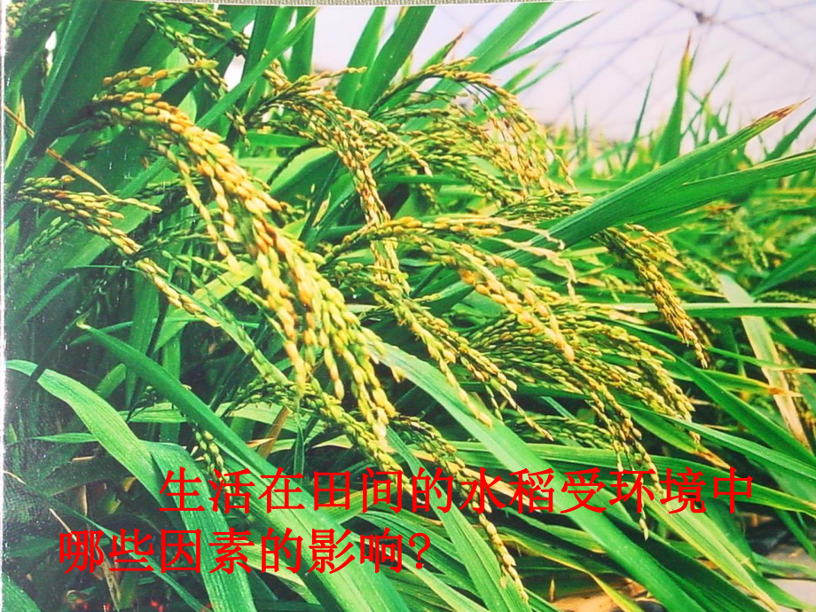 《环境对生物的影响》课件.ppt_第2页