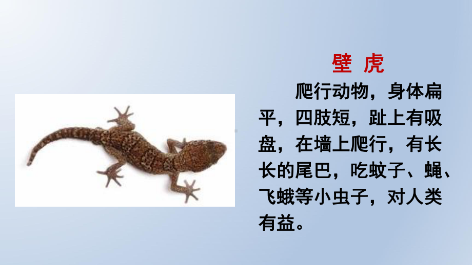 《课文小壁虎借尾巴》课件.ppt_第3页