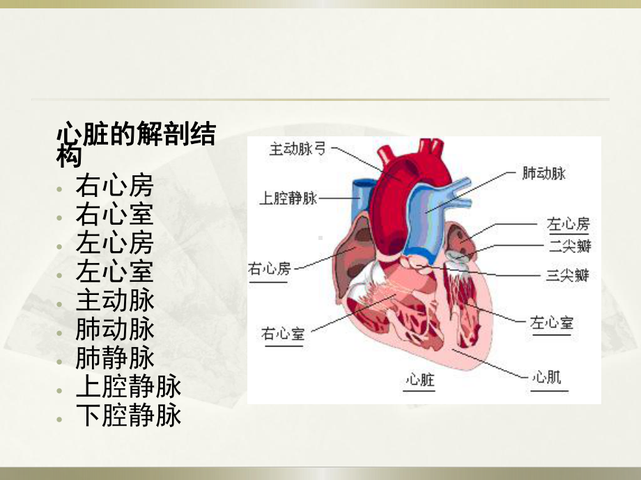 心脏搭桥手术课件.ppt_第3页