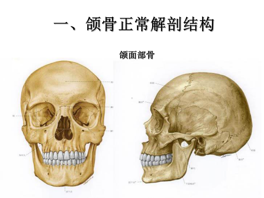 口腔种植的组织解剖学基础课件.pptx_第3页