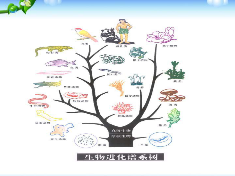 高中生物必修2第七章课件.ppt_第3页