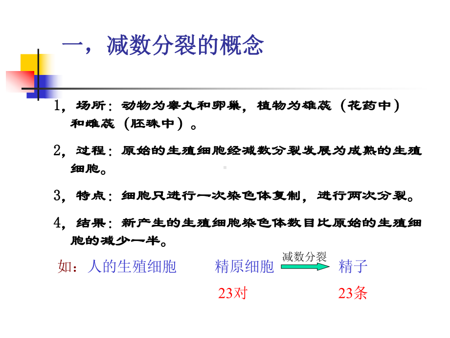 减数第一次分裂课件.ppt_第2页