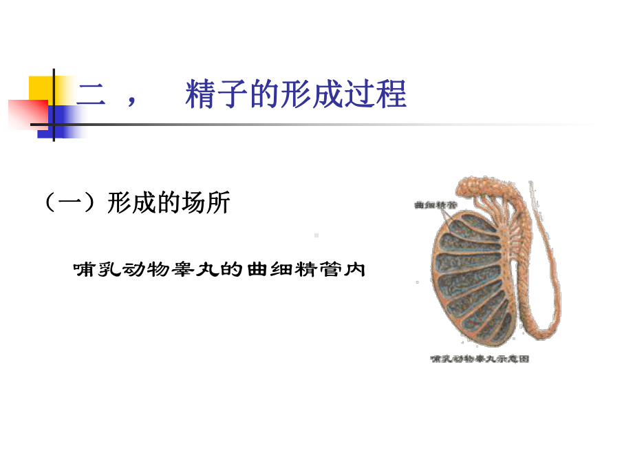 减数第一次分裂课件.ppt_第3页