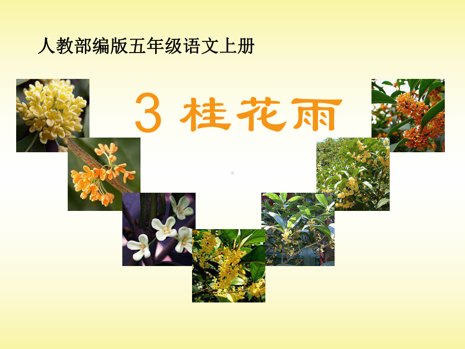 部编版课件《桂花雨》课件3.ppt_第1页