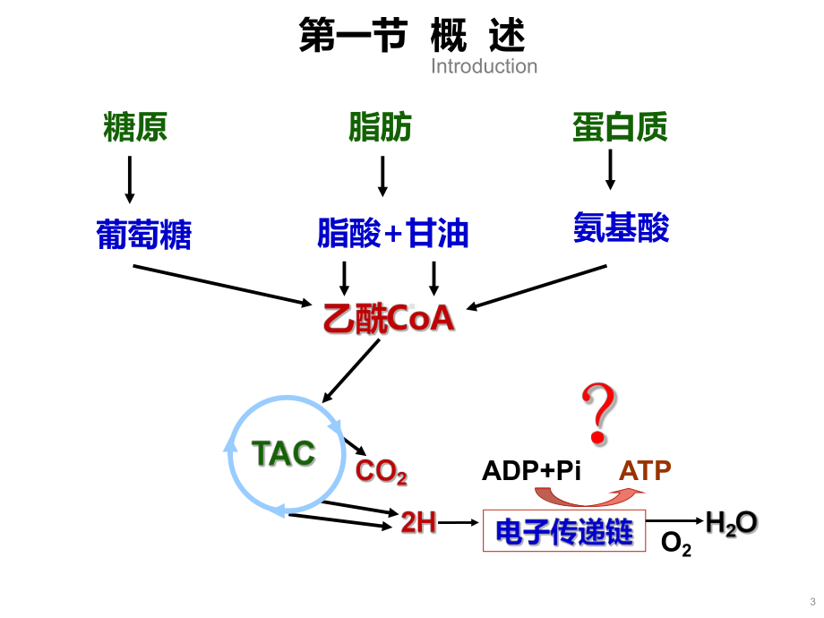 《生物化学》生物氧化-课件1.pptx_第3页