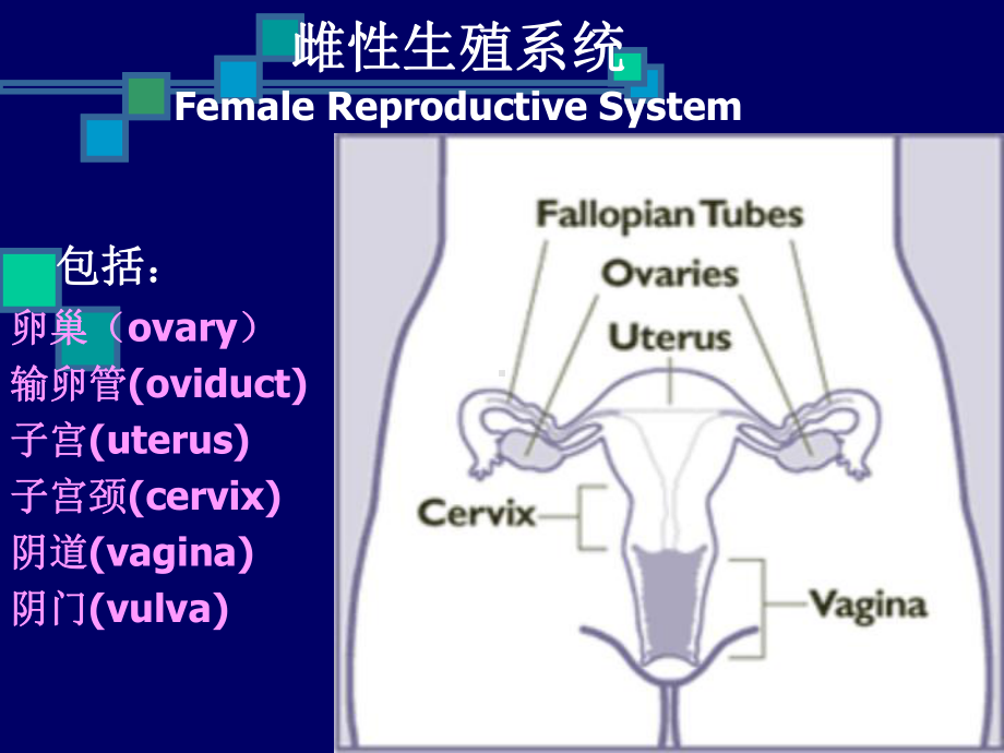 动物繁殖学课件第二章-雌性动物生殖生理.ppt_第2页