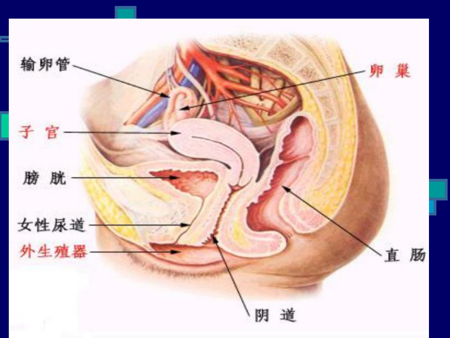 动物繁殖学课件第二章-雌性动物生殖生理.ppt_第3页