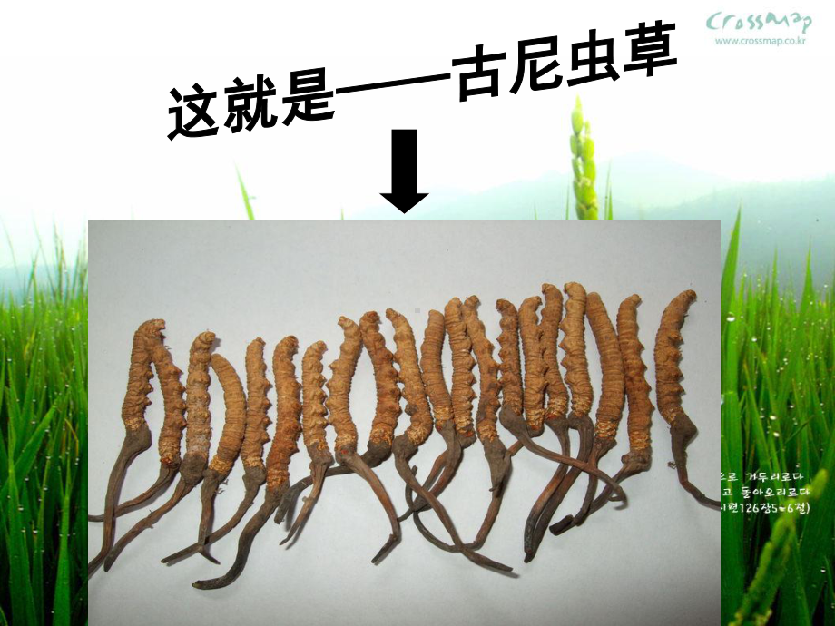 《古尼虫草讲座》课件.ppt_第2页